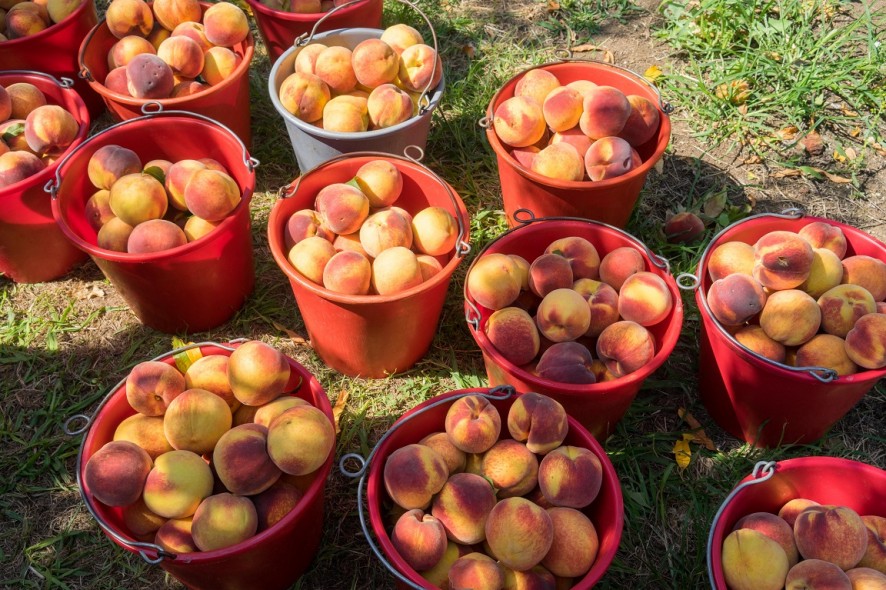 ΡΟΔΑΚΙΝΑ ΗΜΑΘΙΑ